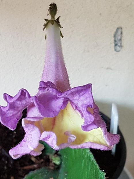 thumbnail (79) - STREPTOCARPUSII MEI 2018