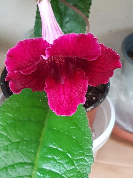 thumbnail (69) - STREPTOCARPUSII MEI 2018