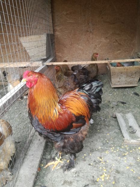  - Gaini brahma si cochinchina urias 2018