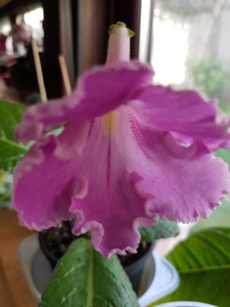 thumbnail (2) - STREPTOCARPUSII MEI 2018