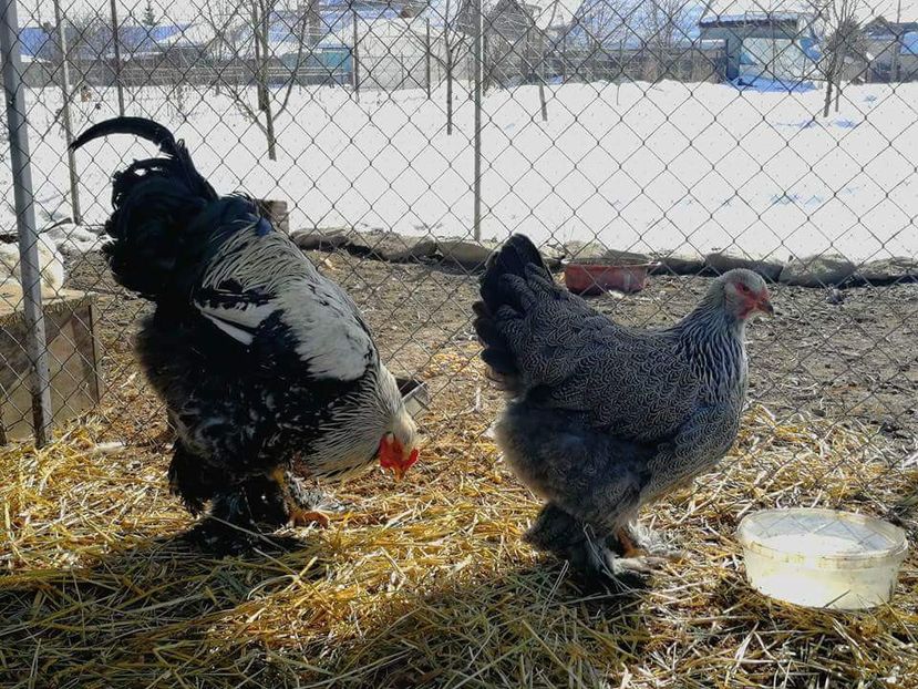 received_1887105094692942 - Gaini brahma si cochinchina urias 2018