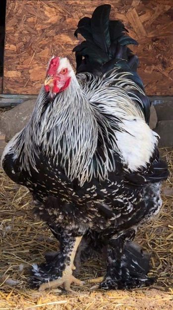 received_1887099054693546 - Gaini brahma si cochinchina urias 2018