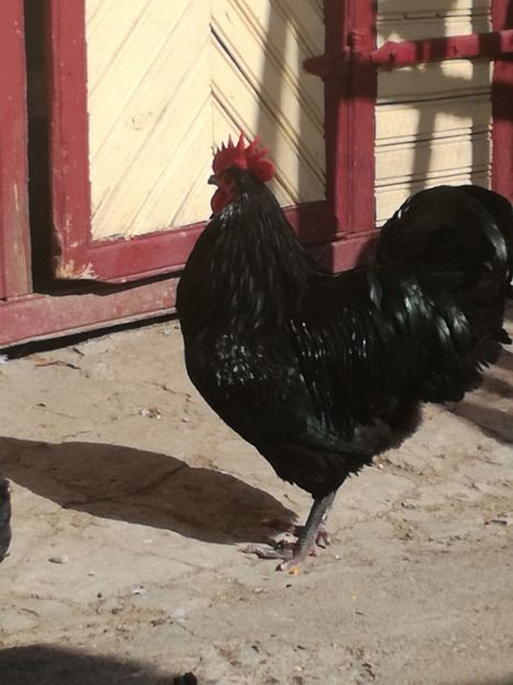  - Gaini brahma si cochinchina urias 2018