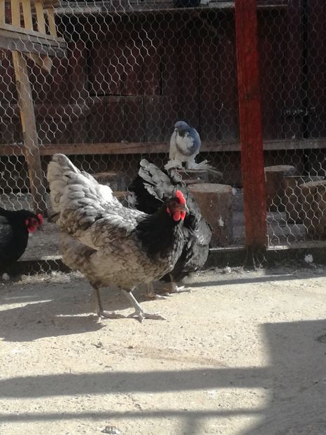  - Gaini brahma si cochinchina urias 2018