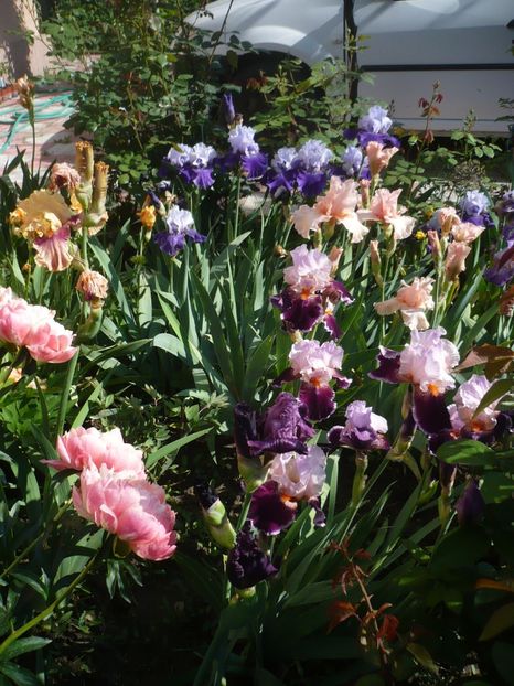 P1370162 - GRADINA 2018