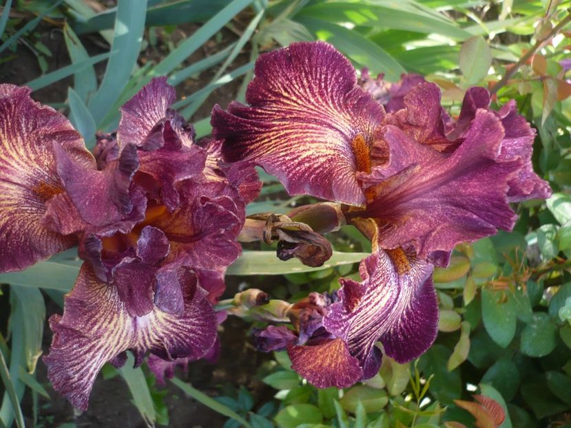 P1370163 - GRADINA 2018