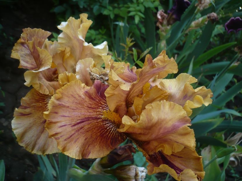 P1370165 - GRADINA 2018