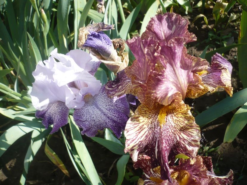 P1370166 - GRADINA 2018