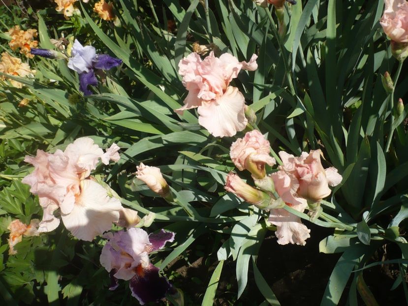 P1370167 - GRADINA 2018