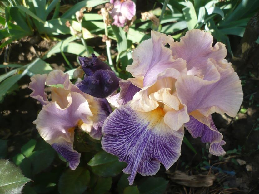 P1370169 - GRADINA 2018