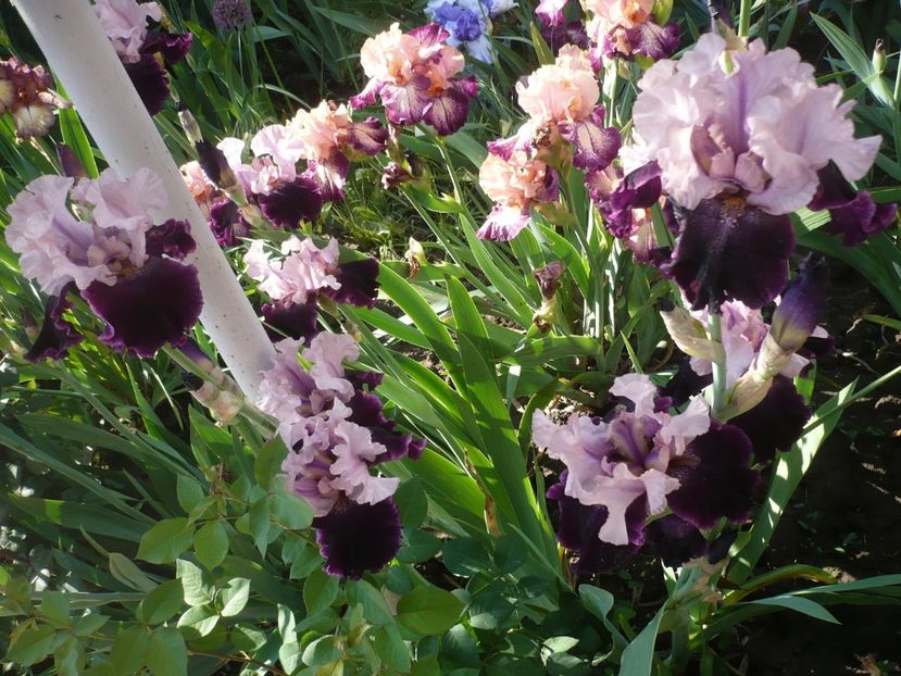 P1370171 - GRADINA 2018