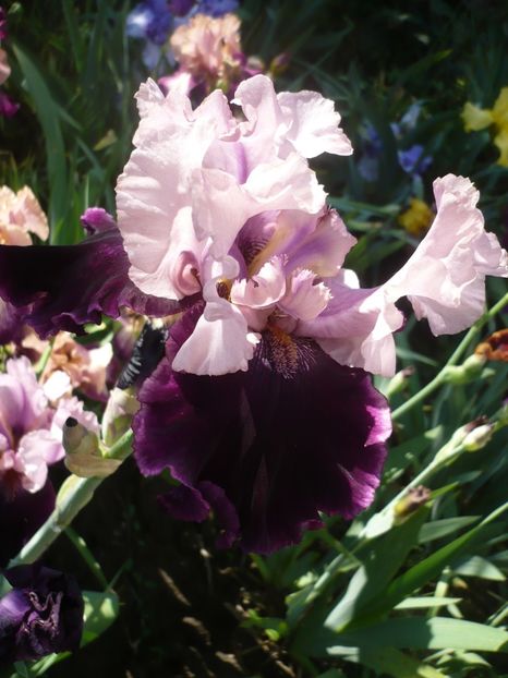 P1370172 - GRADINA 2018