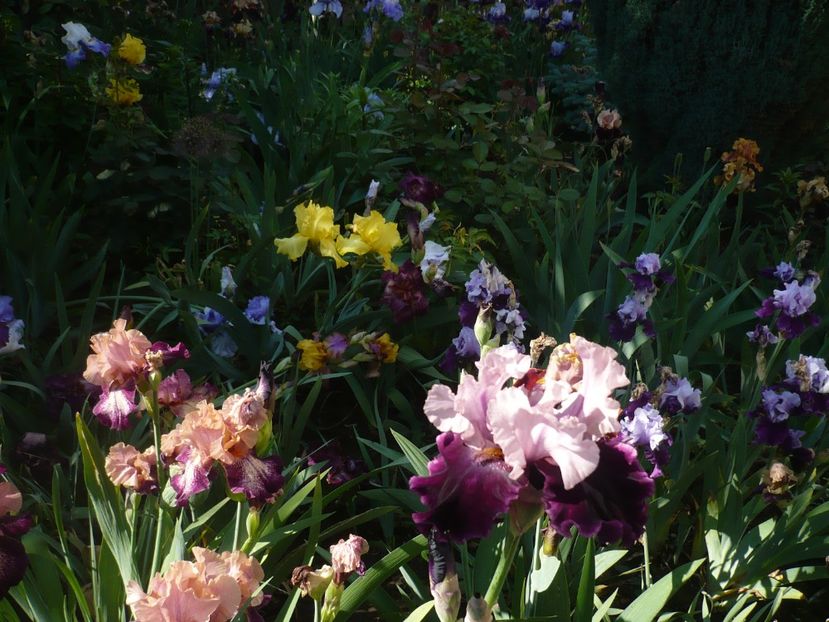 P1370173 - GRADINA 2018