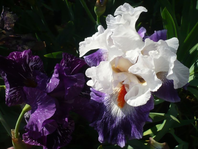 P1370175 - GRADINA 2018