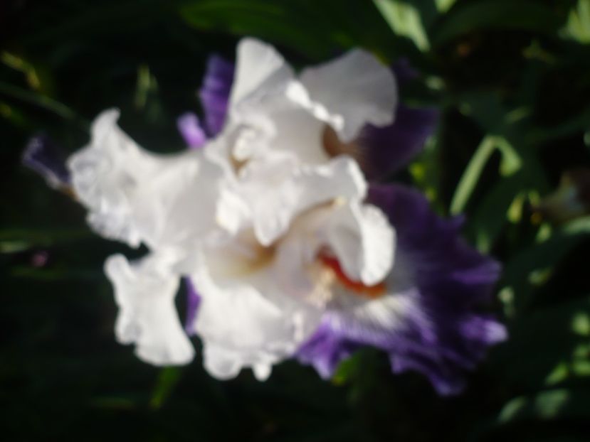 P1370176 - GRADINA 2018