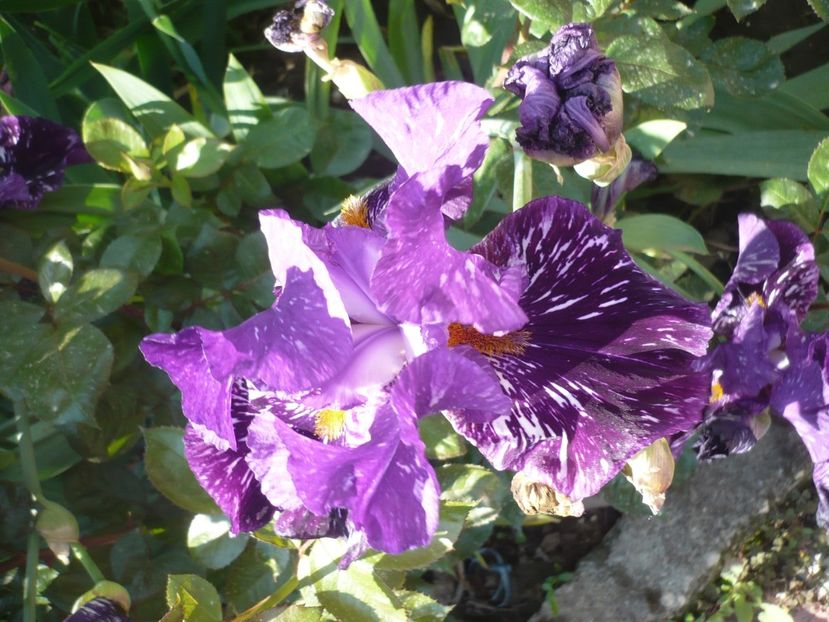 P1370177 - GRADINA 2018