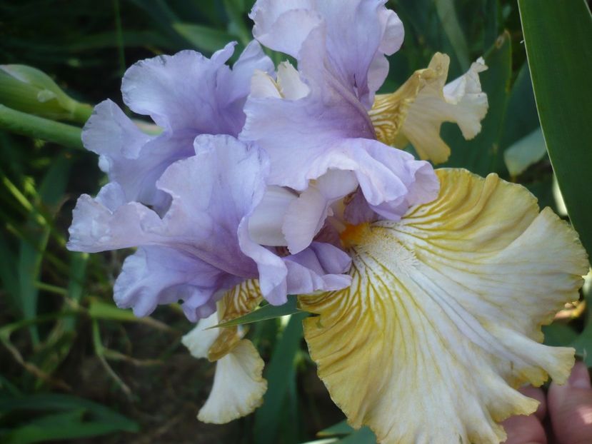 P1370178 - GRADINA 2018