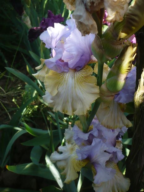 P1370179 - GRADINA 2018