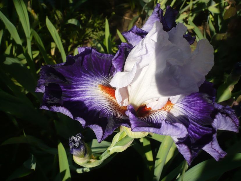 P1370182 - GRADINA 2018