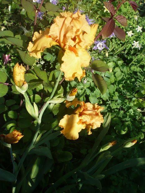 P1370183 - GRADINA 2018