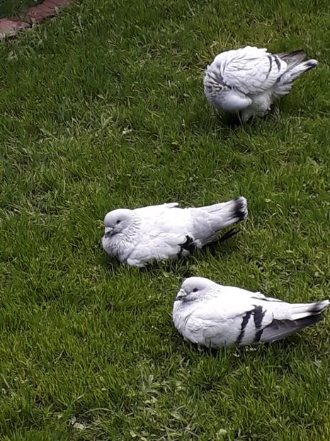  - VOIAJORI ROMANESTI DE FRUMUSETE