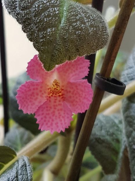 thumbnail (14) Pink Panther - EPISCIA 2018