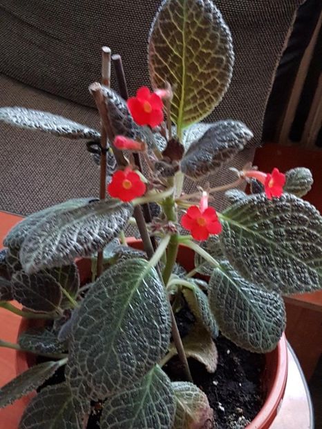 thumbnail (63) - EPISCIA 2018