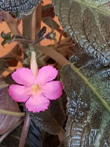 thumbnail (100) Pink Panther - EPISCIA 2018