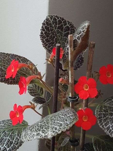 thumbnail (5) - EPISCIA 2018