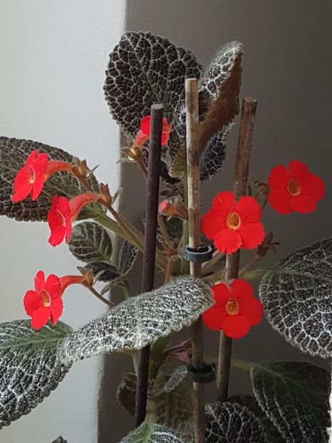 thumbnail (6) - EPISCIA 2018