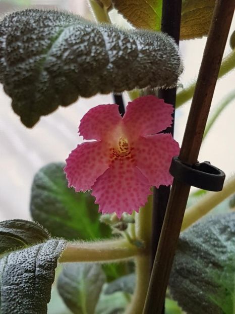 thumbnail (9)Jim,s Canadian Sunset - EPISCIA 2018