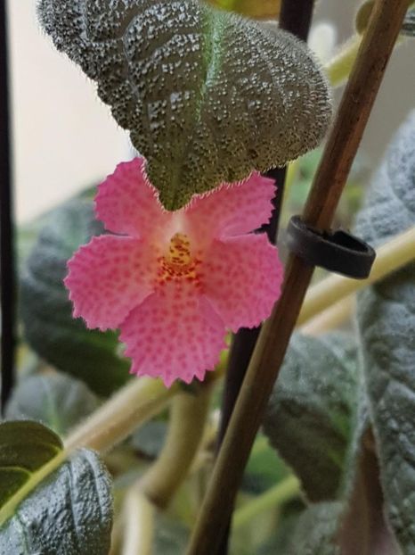 thumbnail (4) Jim,s Canadian Sunset - EPISCIA 2018