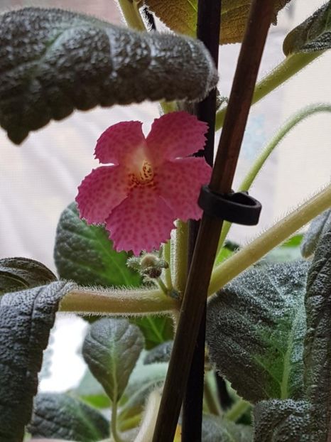 thumbnail (7) Jim,s Canadia Sunset - EPISCIA 2018