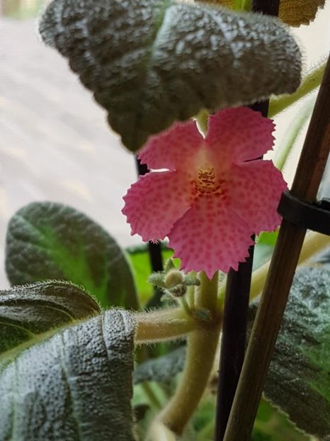 thumbnail (8) JIm,a Canadian Sunset - EPISCIA 2018