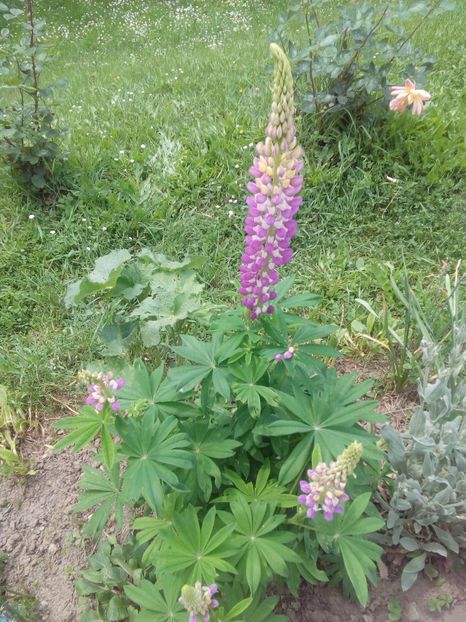  - AAAAA_LUPIN 2015_2017_2018_2019_2020