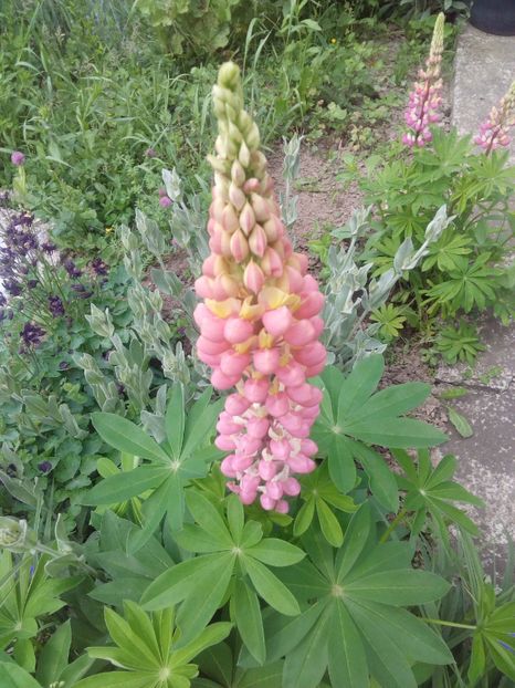  - AAAAA_LUPIN 2015_2017_2018_2019_2020