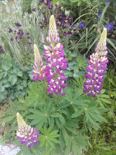  - AAAAA_LUPIN 2015_2017_2018_2019_2020
