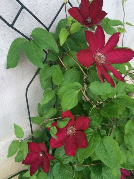 Solidarnosc - Clematite