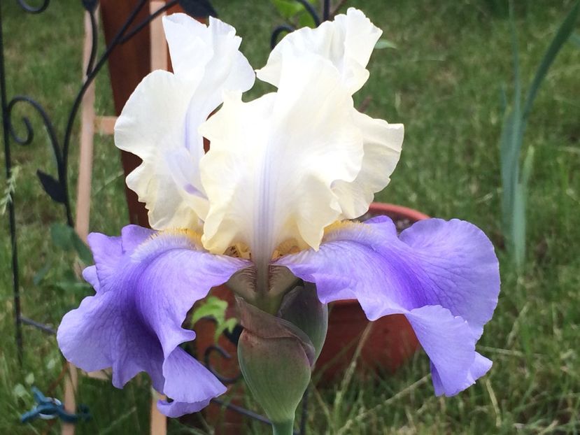 Stairway to heaven - Irisi