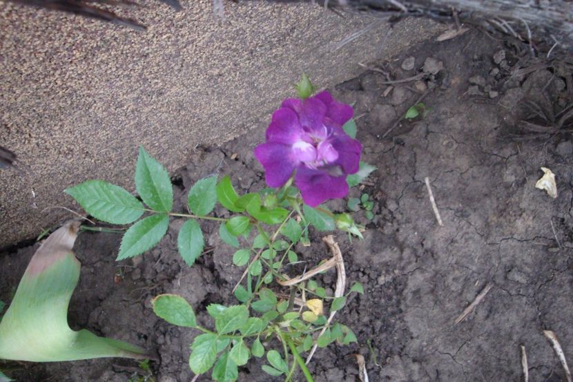  - Violette