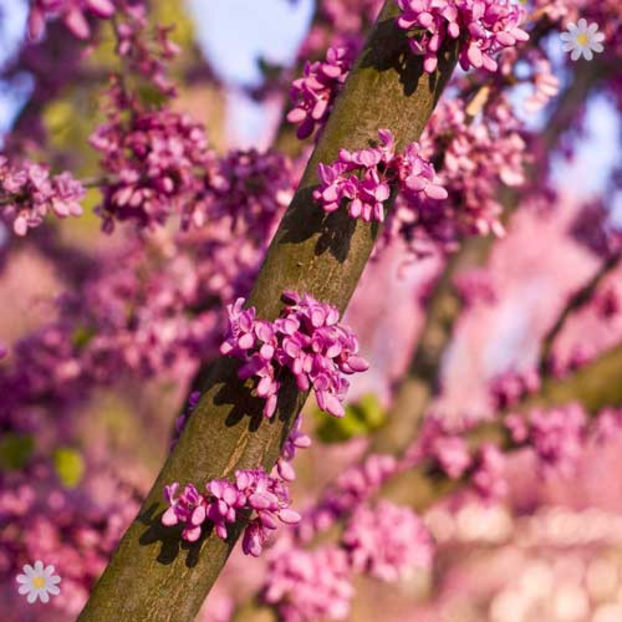  - CERCIS SILIQASTRUM