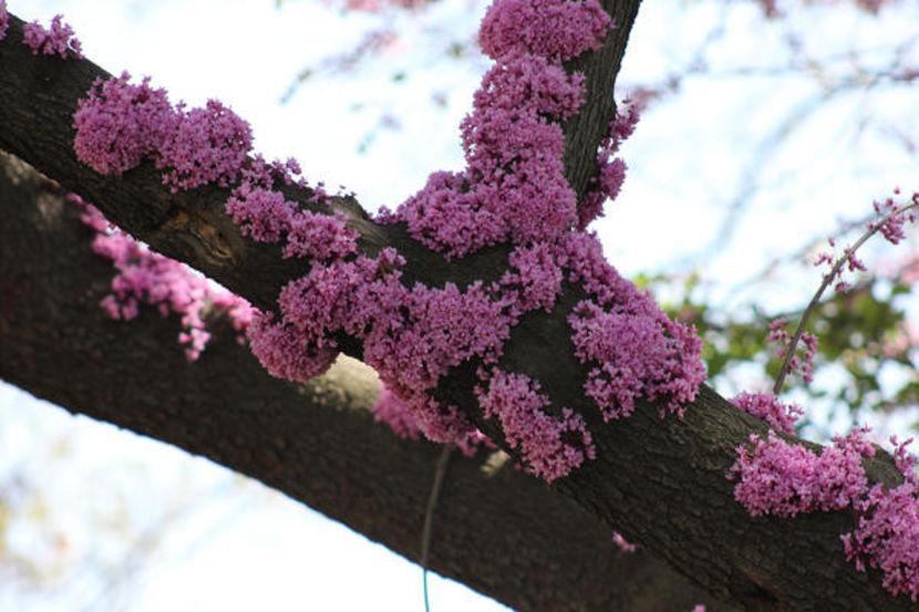  - CERCIS SILIQASTRUM