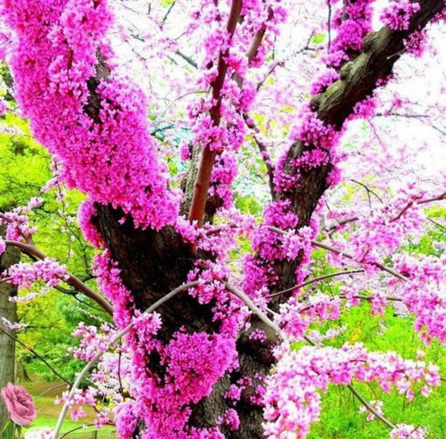  - CERCIS SILIQASTRUM