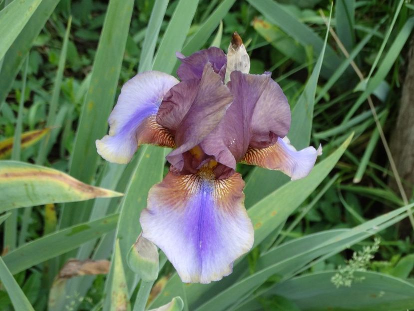  - Irisi 2015-2016-2017-2018