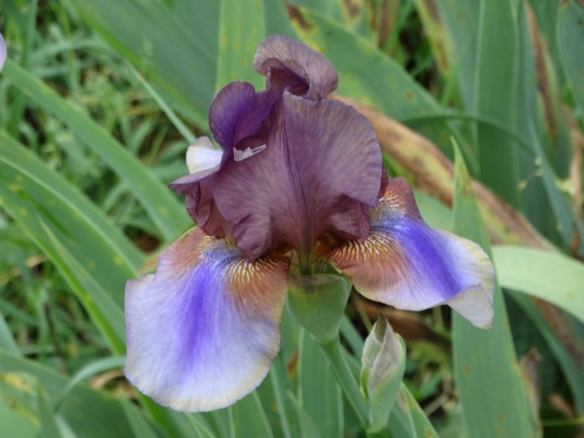  - Irisi 2015-2016-2017-2018