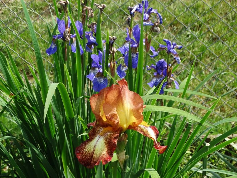  - Irisi 2015-2016-2017-2018