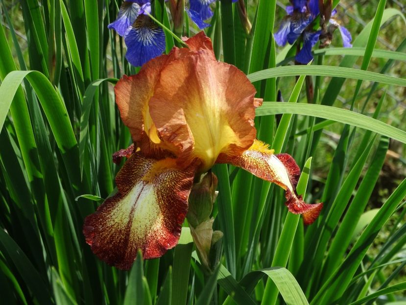  - Irisi 2015-2016-2017-2018