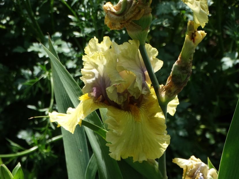  - Irisi 2015-2016-2017-2018