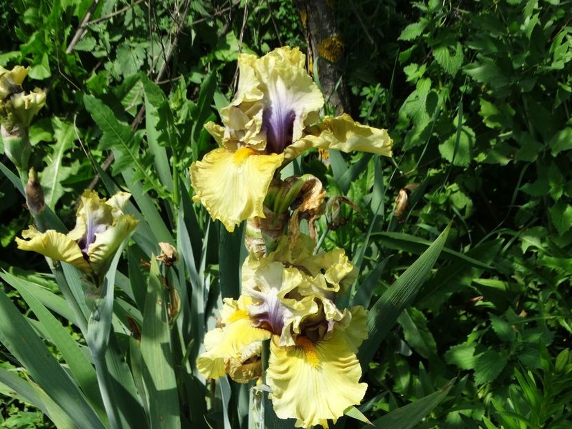  - Irisi 2015-2016-2017-2018