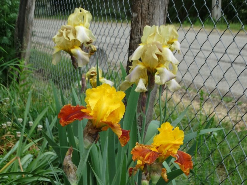  - Irisi 2015-2016-2017-2018